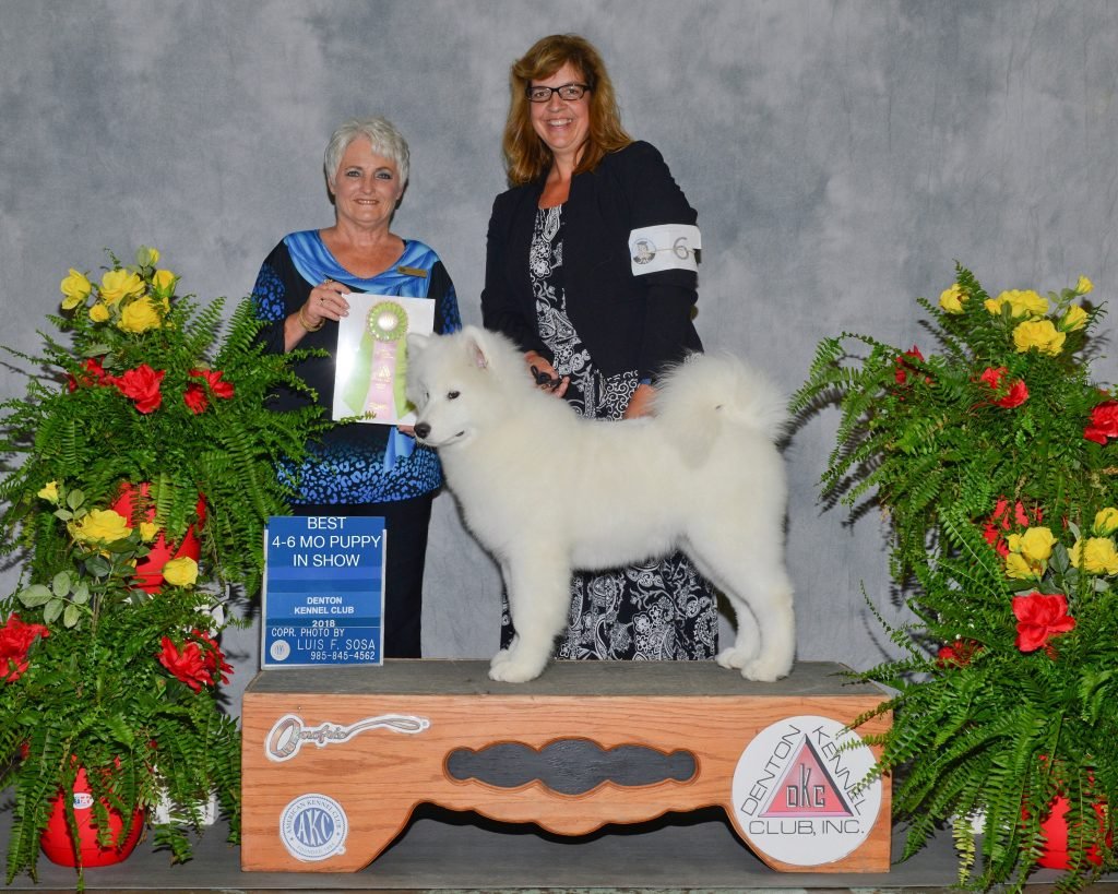 Aster takes Best Puppy in Show at 5 months. Denton, TX May 2018. For the 3rd time!