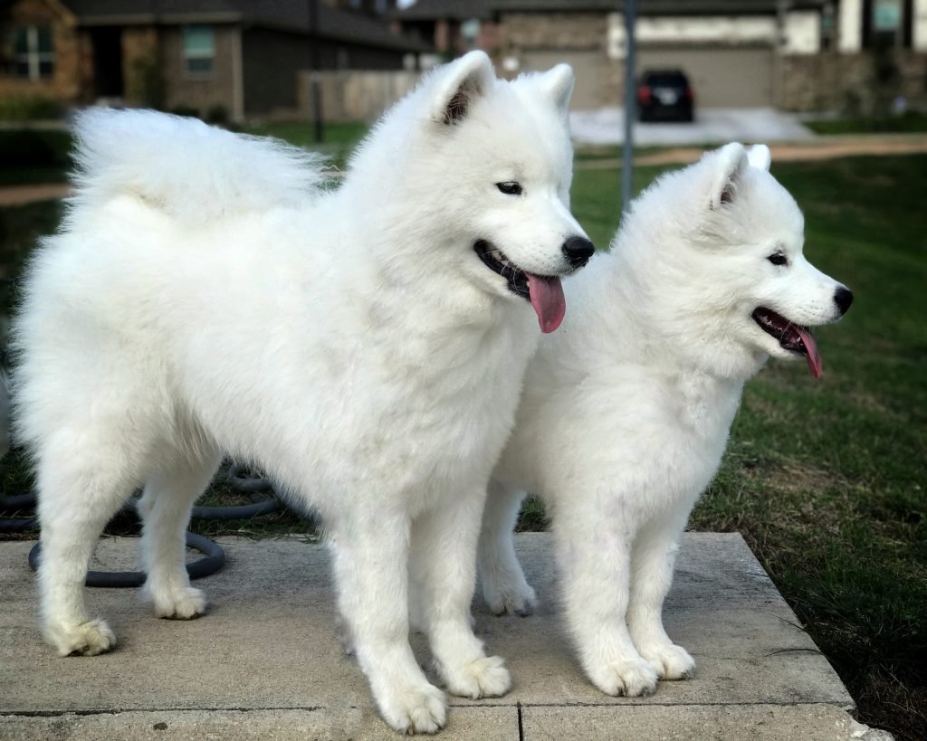 Akc samoyed 2024