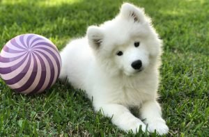 Wild Spirit Samoyeds Puppy Sadie with purple ball