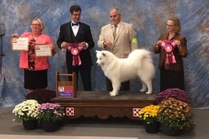 Wild Spirit Samoyeds' first time at our breed Nationals in 2018