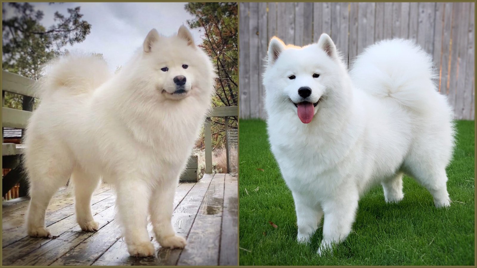 Wild Spirit Samoyeds breeding "Howdy" and "Sadie"