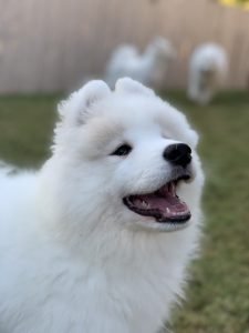 Wild Spirit Samoyeds Puppy Marcy smiling outdoors with Mama Sadie and Aunt Aster in the background