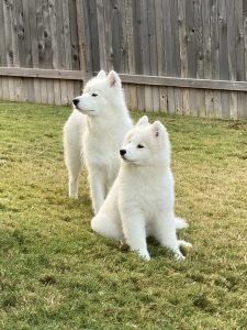 Wild Spirit Samoyeds Mama Sadie and Daughter Marcy playing in the yard, both looking towards something out of the frame.