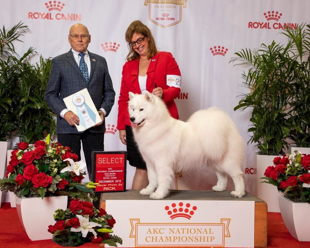 Aster's Select Bitch win at the 2019 Royal Canin AKC National Championship