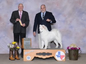 Wild Spirit Samoyeds Marcy's first major. BOB over Specials
