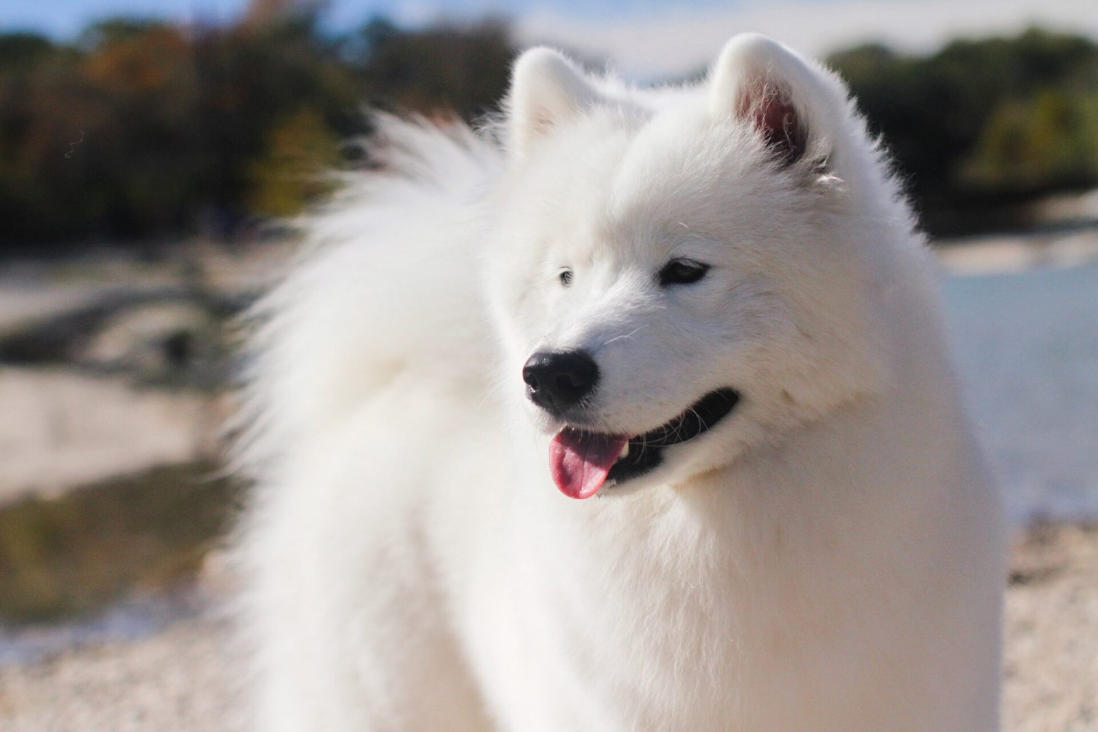 Wild Spirit Samoyeds Foundaton: Sadie
