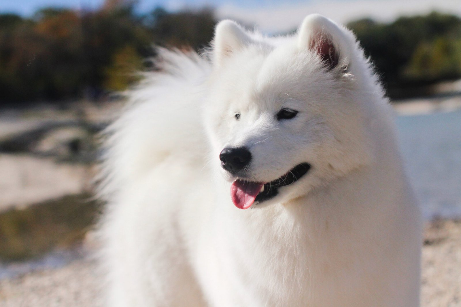 Wild Spirit Samoyeds Foundaton: Sadie