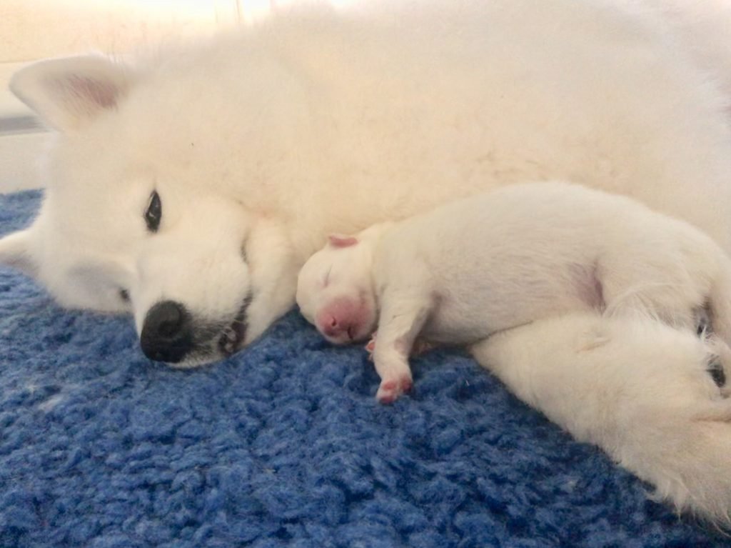 Wild Spirit Samoyeds Newborn Puppy with Mama Sadie 2019
