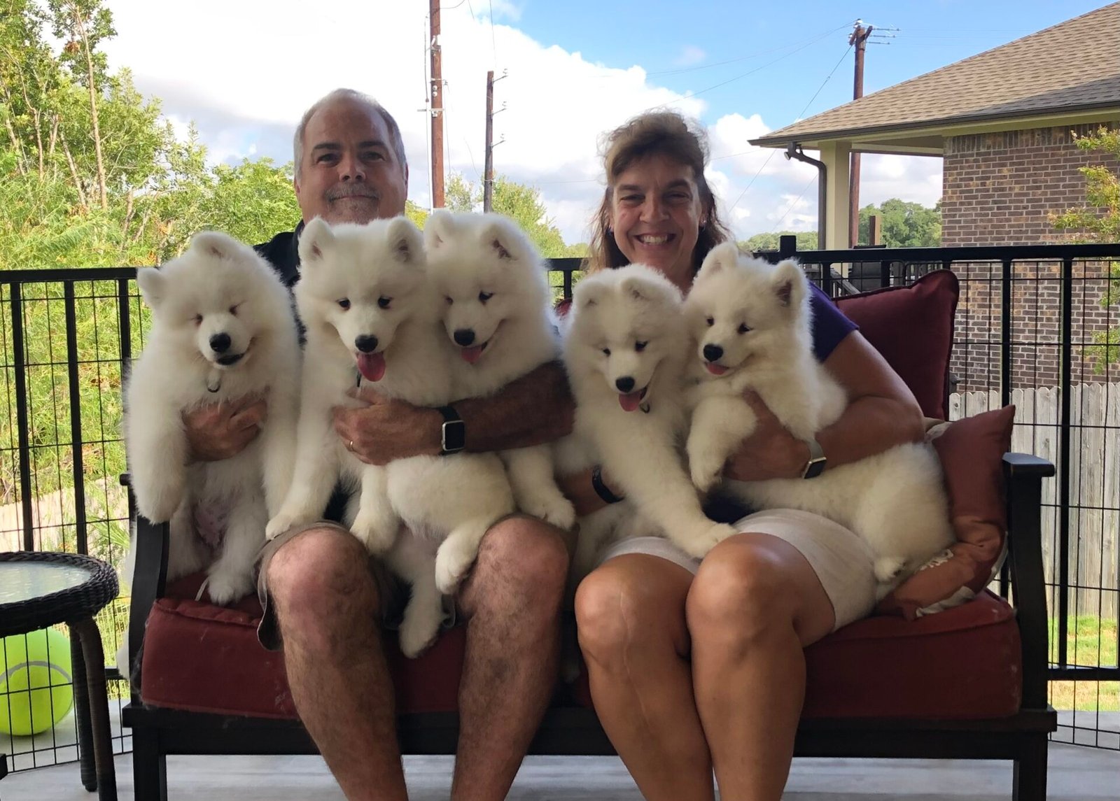 Wild Spirit Samoyeds Tim and Katie with 2019 litter