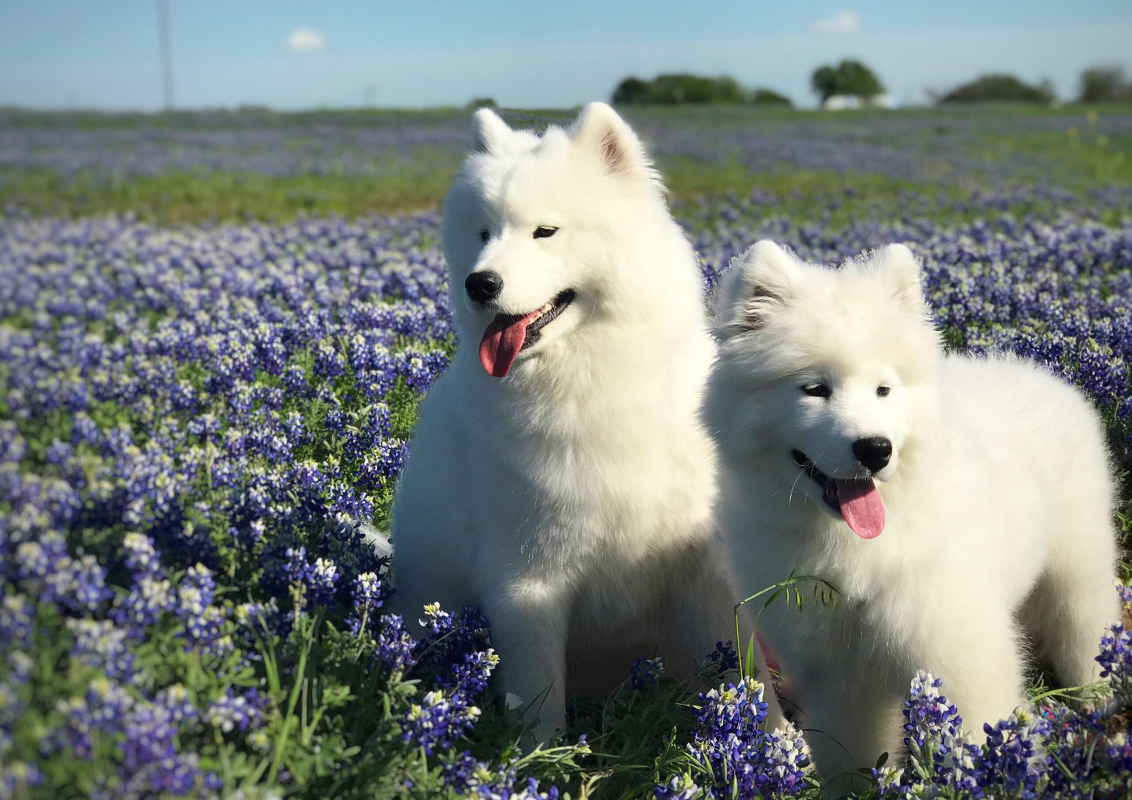 Wild Spirit Samoyeds Sadie and Aster in the bluebonnets