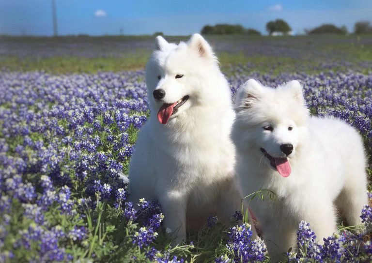 Wild Spirit Samoyeds Sadie and Aster in the bluebonnets