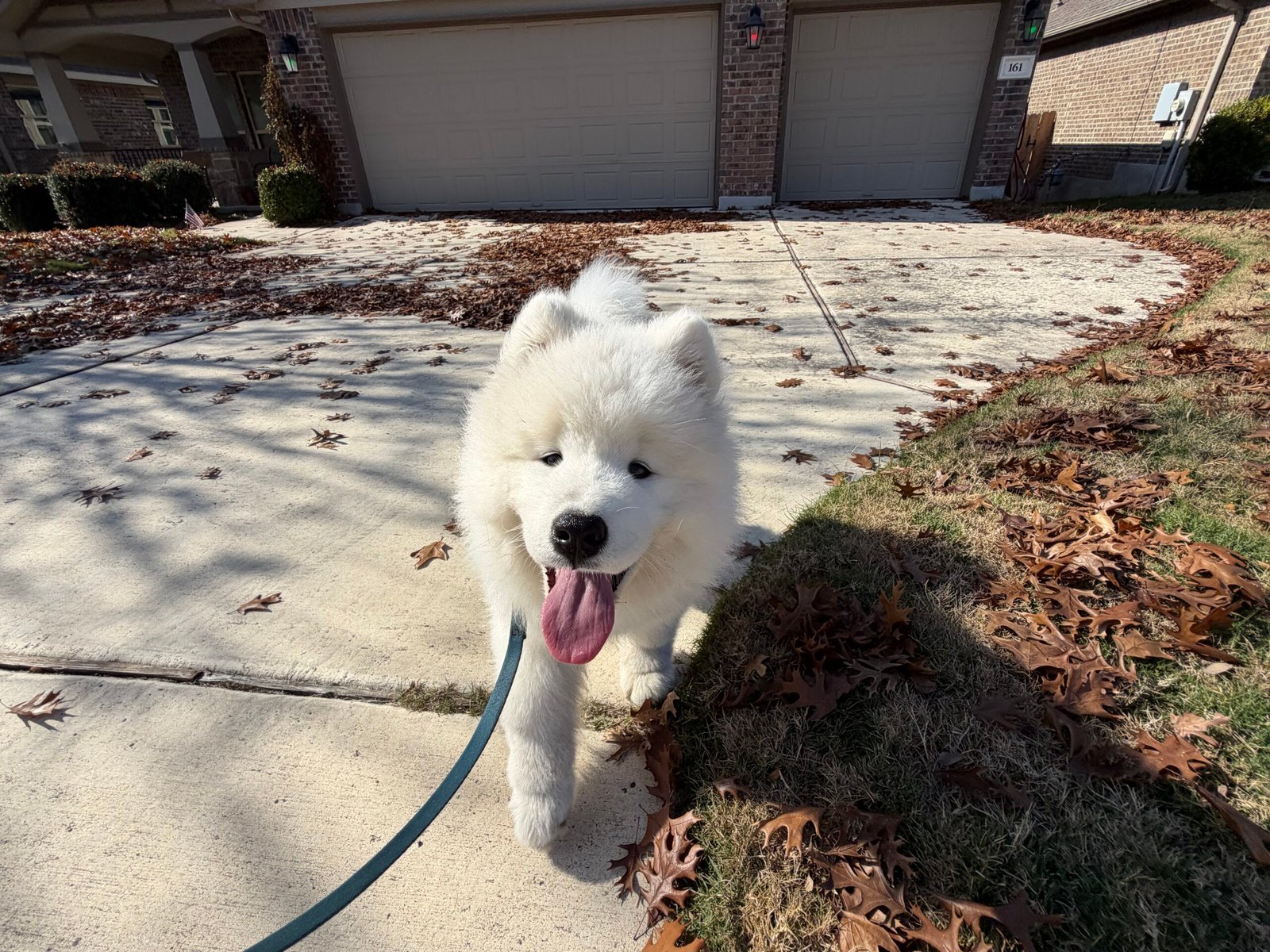 Wild Spirit Samoyeds Puppy Lexus ready to take a walk