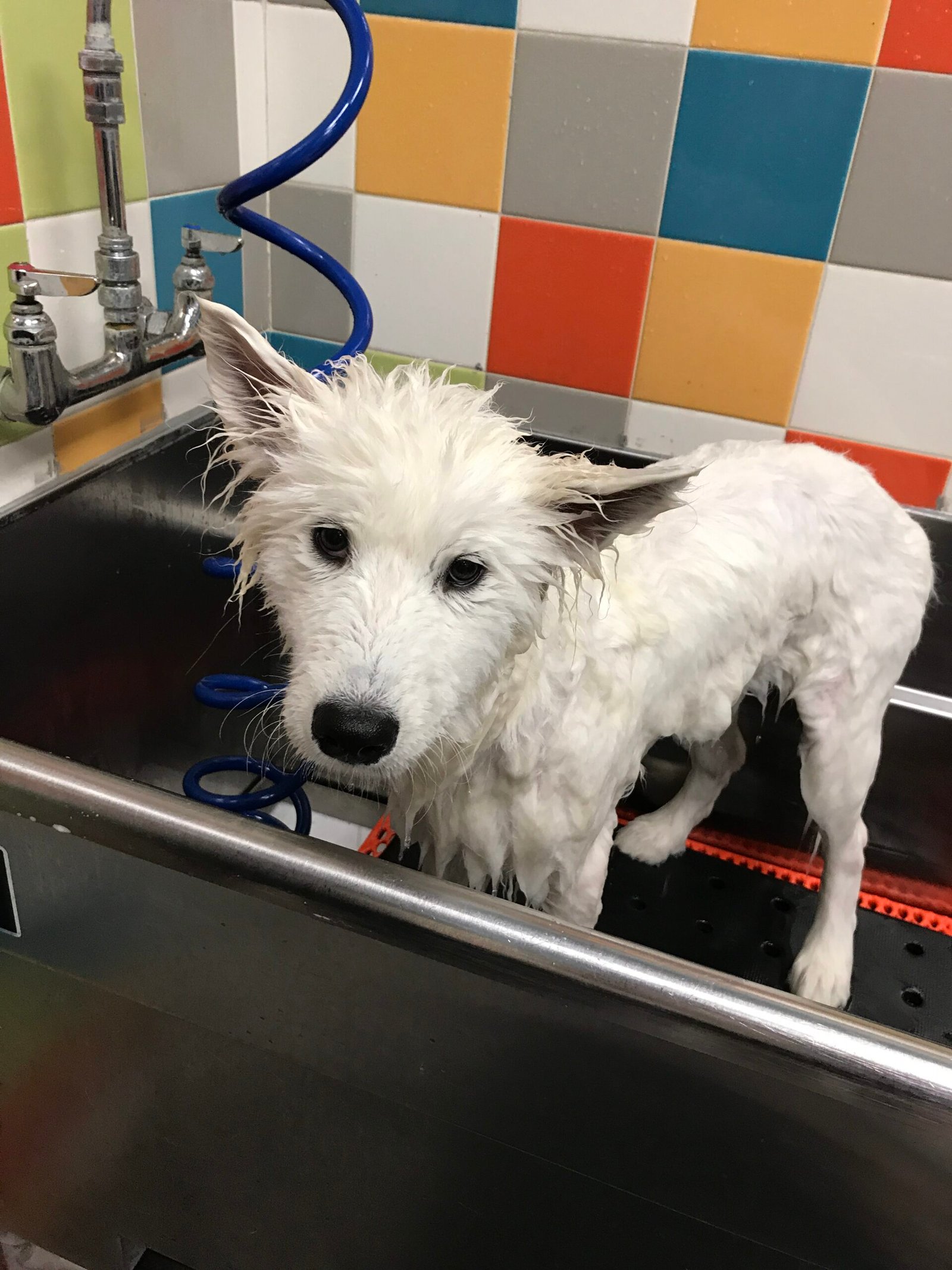Wild Spirit Samoyeds Puppy Sadie having a bath