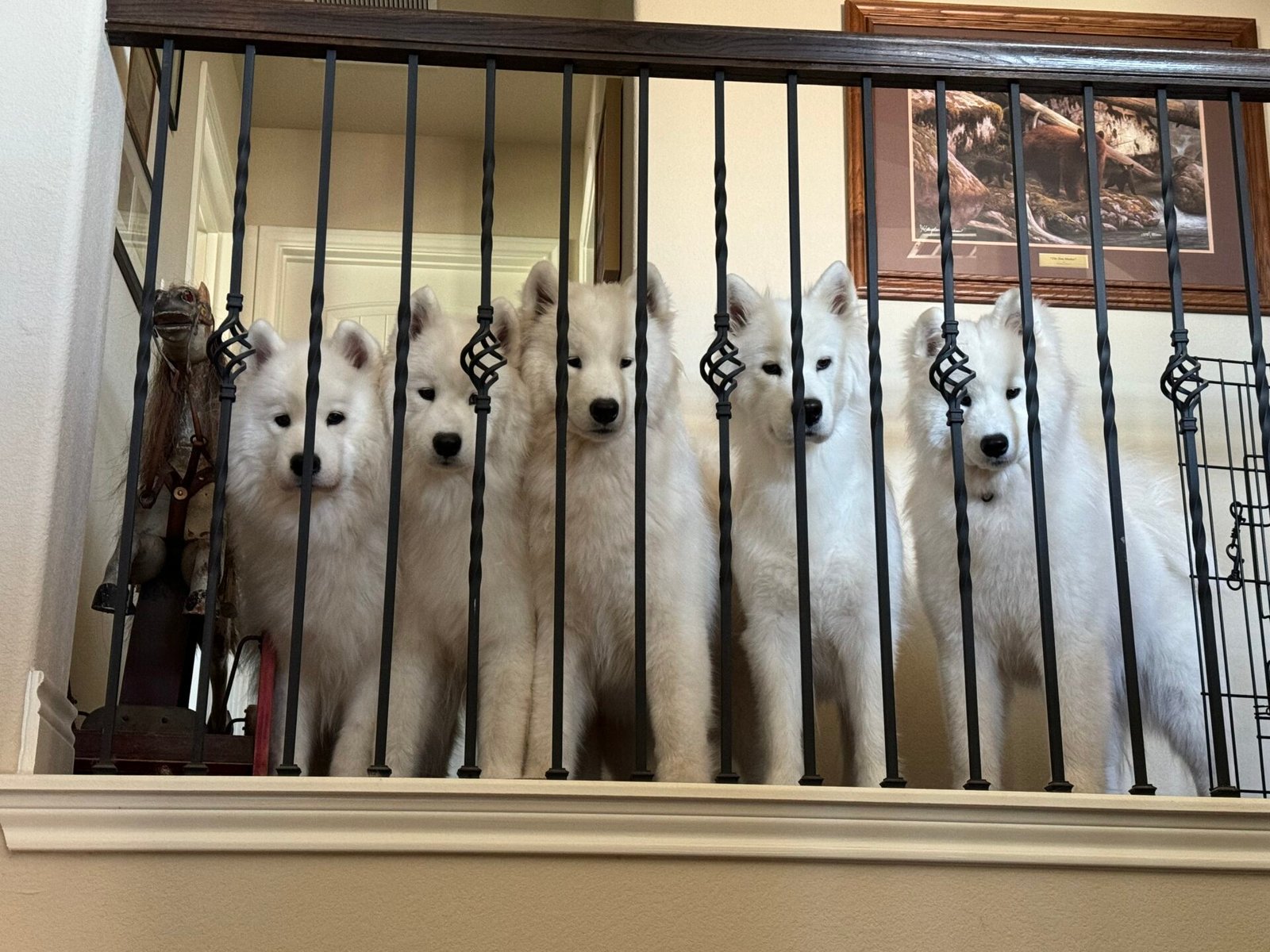 Group of happy Samoyeds