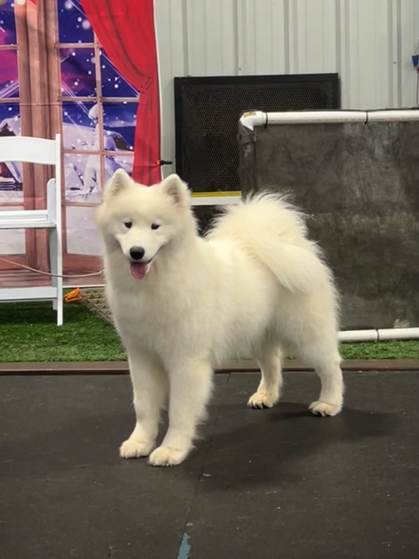 Wild Spirit Samoyeds Grace