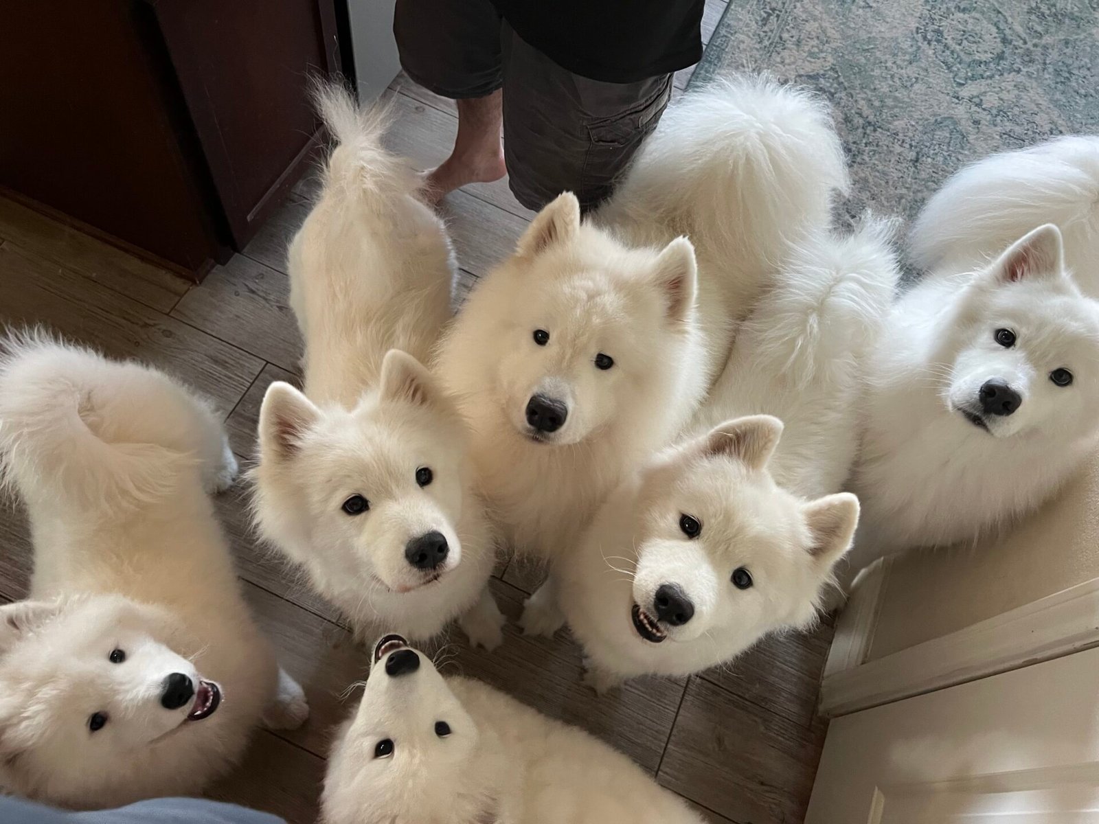 Group of smiling Wild Spirit Samoyeds