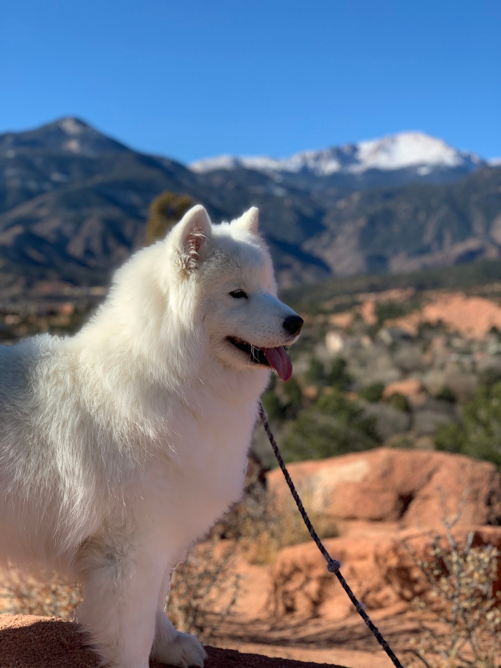 Sadie in the Rocky Mountains