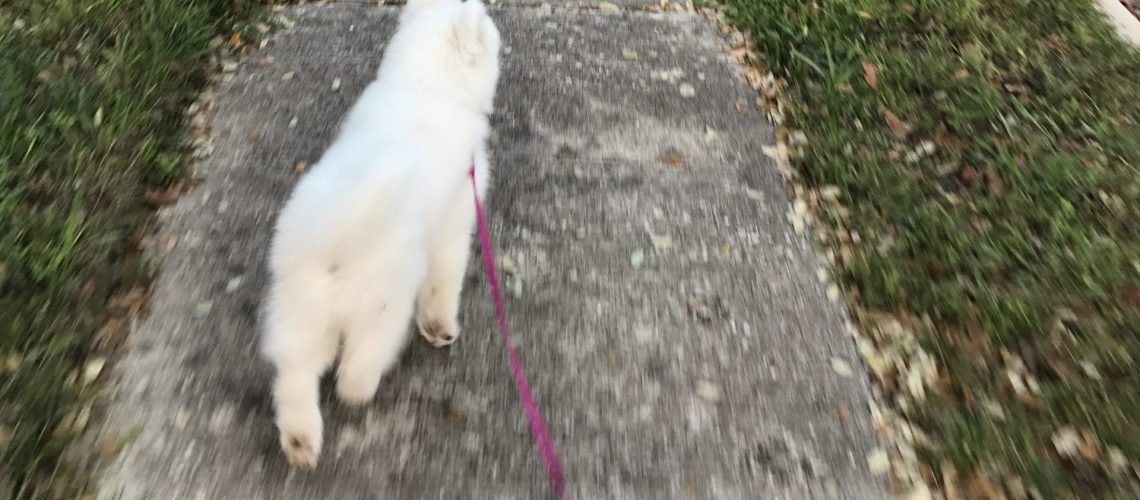 Wild Spirit Samoyeds Puppy Sadie Walking on leash